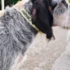 Collare per cani AMV DOGS Codice: COLLIERCHIENH26