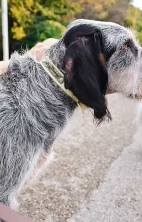 Collare per cani AMV DOGS Codice: COLLIERCHIENH26