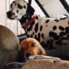 Collare per cani AMV DOGS Codice: COLLIERCHIENH26