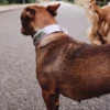 Collare per cani AMV DOGS Codice: COLLIERCHIENH26