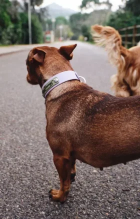 Collare per cani AMV DOGS Codice: COLLIERCHIENH26