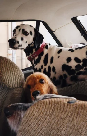 Collare per cani AMV DOGS Codice: COLLIERCHIENH26