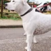 Collare per cani AMV DOGS Codice: COLLIERCHIENH26