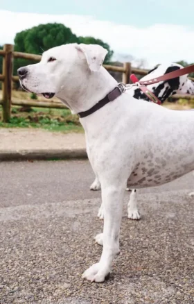 Collare per cani AMV DOGS Codice: COLLIERCHIENH26