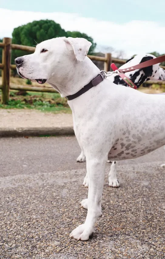 Collare per cani AMV DOGS Codice: COLLIERCHIENH26