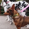 Collare per cani AMV DOGS Codice: COLLIERCHIENH26