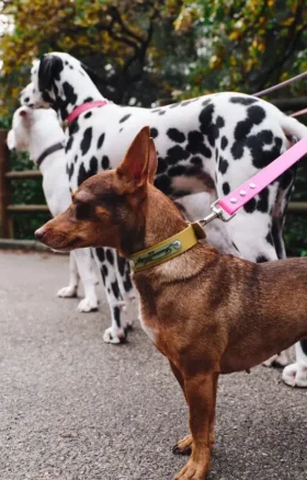 Collare per cani AMV DOGS Codice: COLLIERCHIENH26