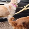 Collare per cani AMV DOGS Codice: COLLIERCHIENH26