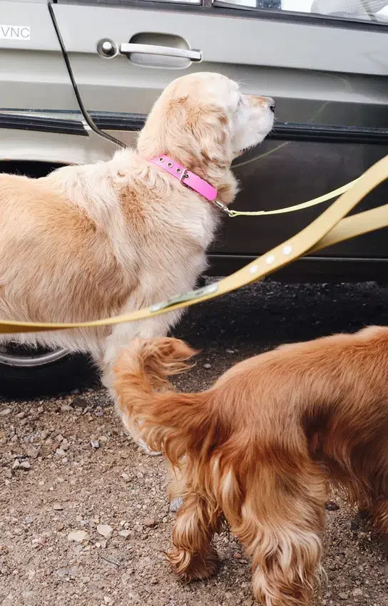 Collare per cani AMV DOGS Codice: COLLIERCHIENH26