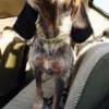 Collare per cani AMV DOGS Codice: COLLIERCHIENH26