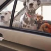 Collare per cani AMV DOGS Codice: COLLIERCHIENH26