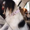 Collare per cani AMV DOGS Codice: COLLIERCHIENH26