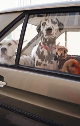 Collare per cani AMV DOGS Codice: COLLIERCHIENH26