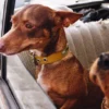 Collare per cani AMV DOGS Codice: COLLIERCHIENH26