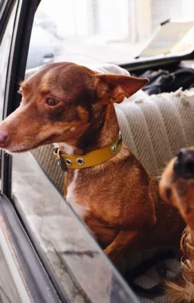 Collare per cani AMV DOGS Codice: COLLIERCHIENH26