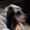 Collare per cani AMV DOGS Codice: COLLIERCHIENH26