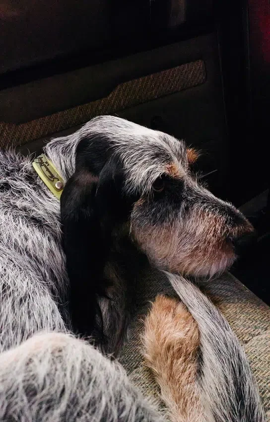 Collare per cani AMV DOGS Codice: COLLIERCHIENH26