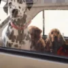 Collare per cani AMV DOGS Codice: COLLIERCHIENH26