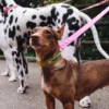 Collare per cani AMV DOGS Codice: COLLIERCHIENH26