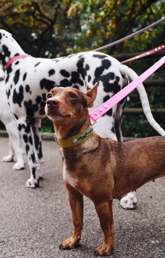 Collare per cani AMV DOGS Codice: COLLIERCHIENH26