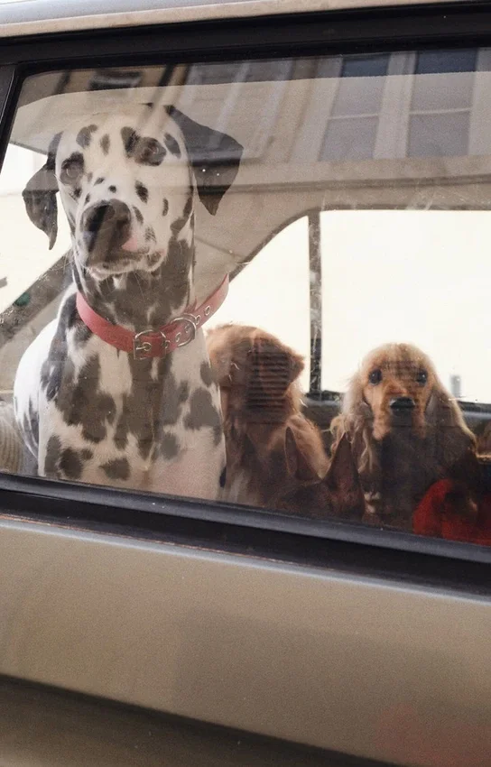 Collare per cani AMV DOGS Codice: COLLIERCHIENH26