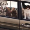 Collare per cani AMV DOGS Codice: COLLIERCHIENH26
