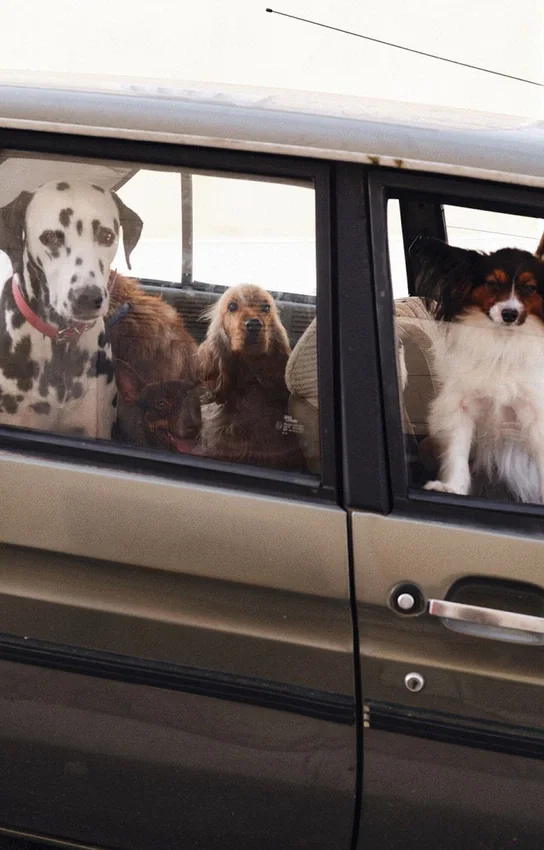 Collare per cani AMV DOGS Codice: COLLIERCHIENH26