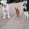 Guinzaglio per cani AMV DOGS Codice: LAISSECHIENH26