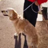 Guinzaglio per cani AMV DOGS Codice: LAISSECHIENH26