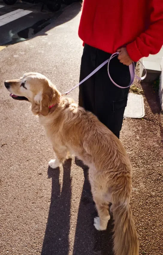 Guinzaglio per cani AMV DOGS Codice: LAISSECHIENH26