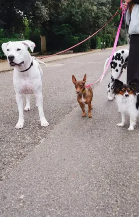 Guinzaglio per cani AMV DOGS Codice: LAISSECHIENH26