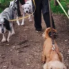 Guinzaglio per cani AMV DOGS Codice: LAISSECHIENH26