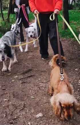 Guinzaglio per cani AMV DOGS Codice: LAISSECHIENH26