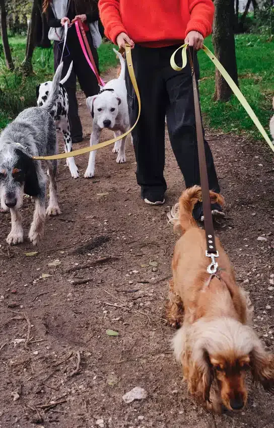 Guinzaglio per cani AMV DOGS Codice: LAISSECHIENH26