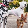 Guinzaglio per cani AMV DOGS Codice: LAISSECHIENH26