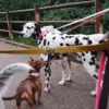 Guinzaglio per cani AMV DOGS Codice: LAISSECHIENH26