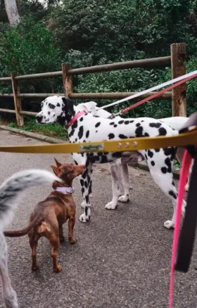 Guinzaglio per cani AMV DOGS Codice: LAISSECHIENH26