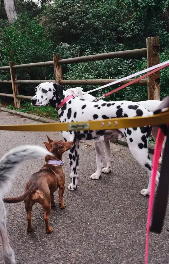 Guinzaglio per cani AMV DOGS Codice: LAISSECHIENH26