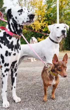 Guinzaglio per cani AMV DOGS Codice: LAISSECHIENH26