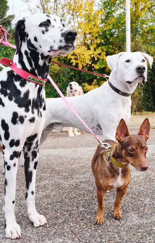 Guinzaglio per cani AMV DOGS Codice: LAISSECHIENH26
