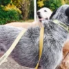 Guinzaglio per cani AMV DOGS Codice: LAISSECHIENH26