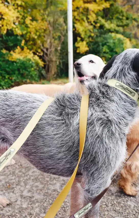 Guinzaglio per cani AMV DOGS Codice: LAISSECHIENH26
