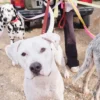 Guinzaglio per cani AMV DOGS Codice: LAISSECHIENH26