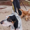 Guinzaglio per cani AMV DOGS Codice: LAISSECHIENH26