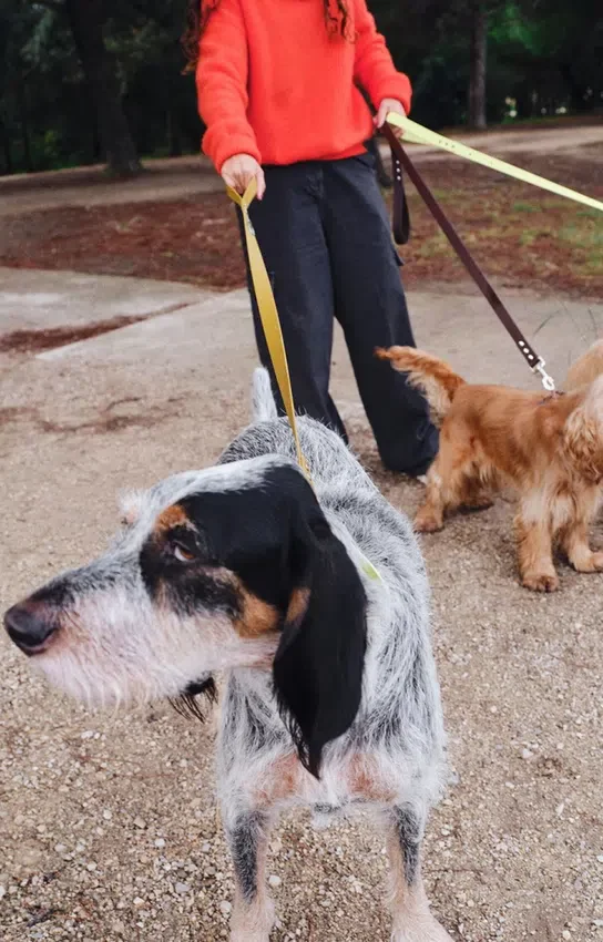 Guinzaglio per cani AMV DOGS Codice: LAISSECHIENH26