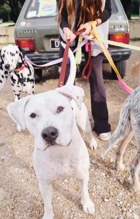 Guinzaglio per cani AMV DOGS Codice: LAISSECHIENH26