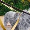 Guinzaglio per cani AMV DOGS Codice: LAISSECHIENH26
