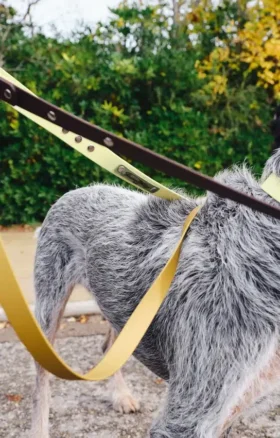 Guinzaglio per cani AMV DOGS Codice: LAISSECHIENH26
